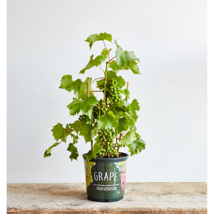 Grape Vine Plant - 1 Gallon - Seed World