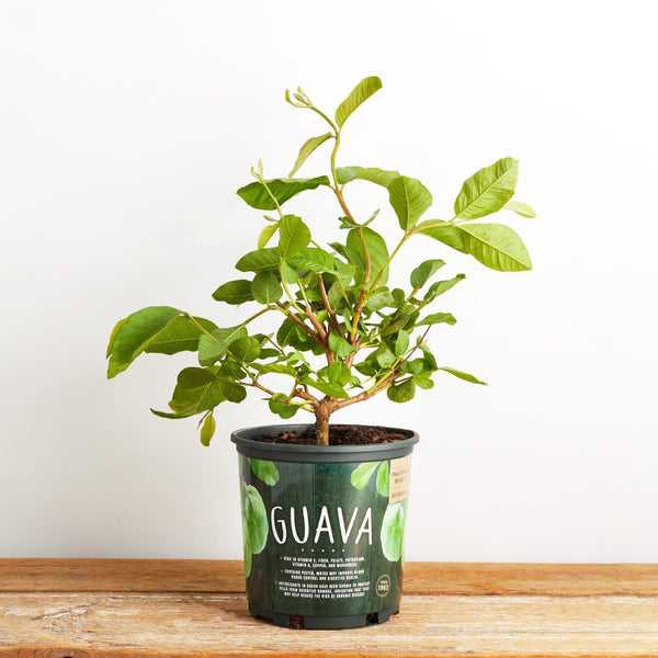 Pink Guava Tree - Live Plant in a 1 Gallon Pot - Psidium Guajava