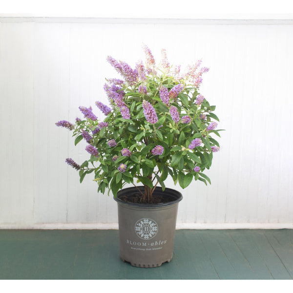 Bloomables Buddleia Plant