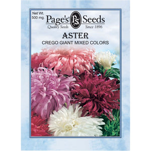Aster Crego Mixed Colors - Packet - Seed World