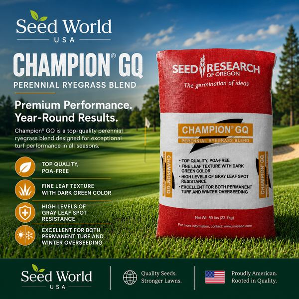 perennial ryegrass herbicide Champion GQ Perennial Ryegrass Seed