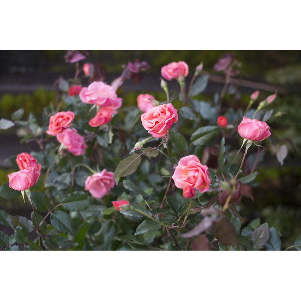 floribunda rose seeds Coral Knock Out Rose Bush - 1 Gallon / Single
