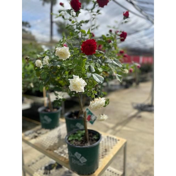 rose seeds lowes Duet Rose Tree
