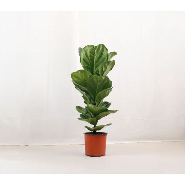 fiddle leaf fig tree in spanish Fiddler Leaf Fig Plant