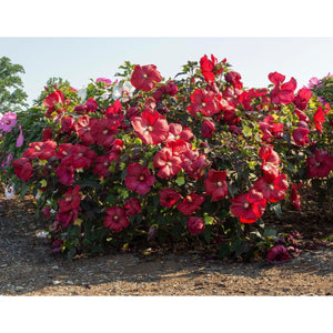 Bloomables Head Over Heels Red Hibiscus - 2 Gallon - Seed World