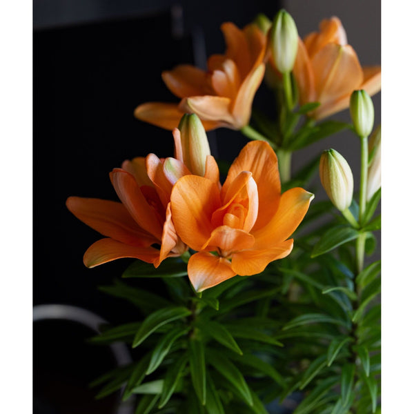 asiatic lily double you LA Hybrid Lily
