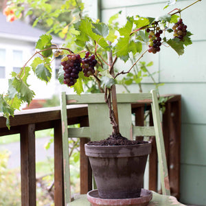 Catawba Grape Vine Plant - 1 Gallon - Seed World