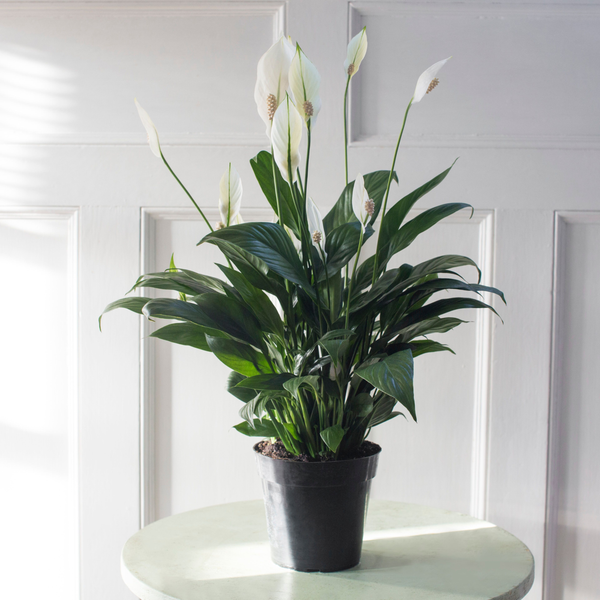 peace lily seeds from plant Peace Lily Plant