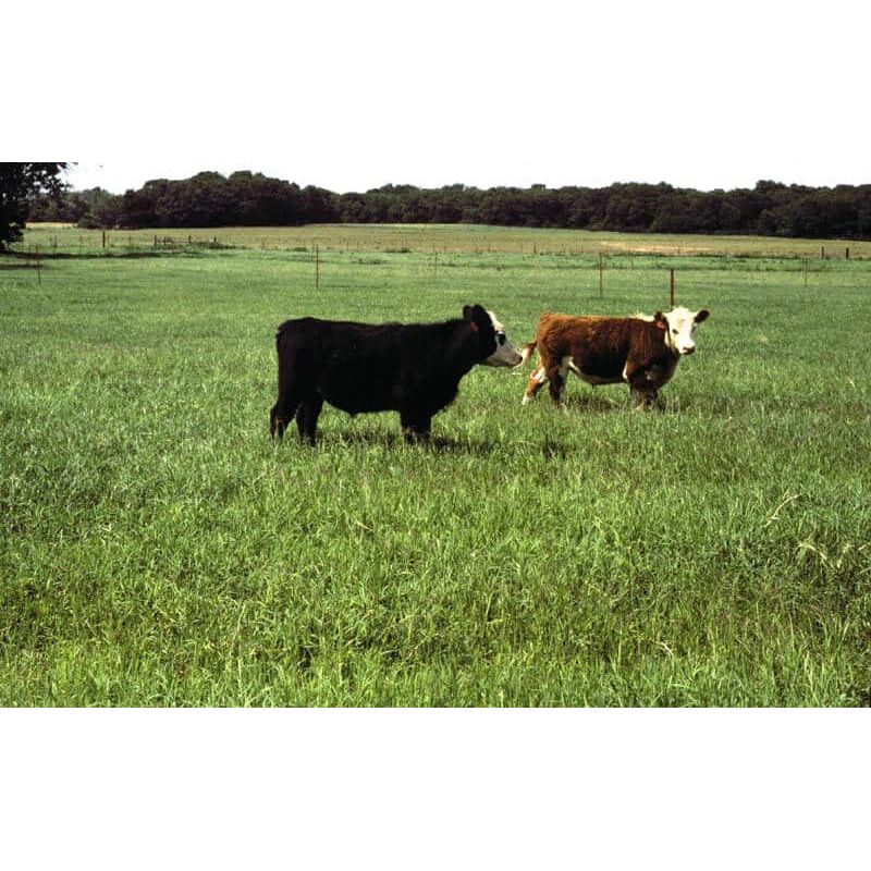 Stampede Plus Bermuda Grass Seed | Cold Tolerant Pasture Grass - Seed World