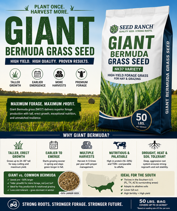 Giant Bermuda Grass Seed