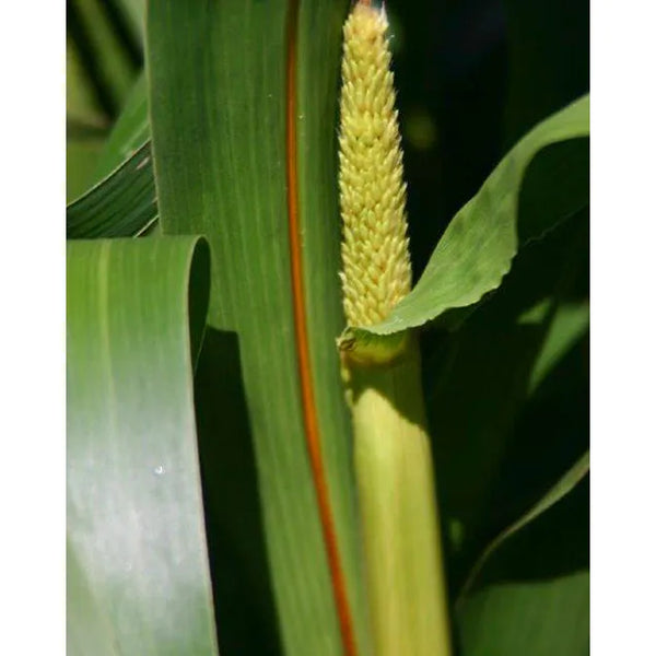Exceed BMR Hybrid Pearl Millet Seed Seed World