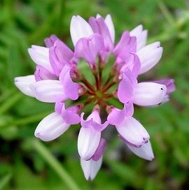 crown vetch herbicide Crown Vetch Seed