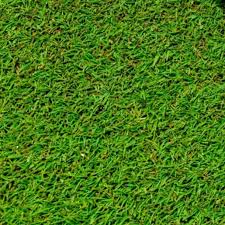 Lesco S1 Creeping Bentgrass Seed - Seed World