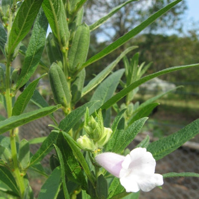 benne seed plant Seeds - Sesame