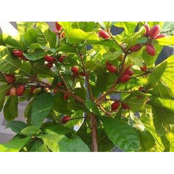 miracle seed plant Miracle Fruit Tree Plant