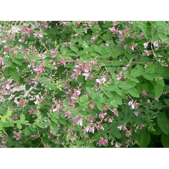 lespedeza herbicide Bicolor Lespedeza Seed (Discontinued)
