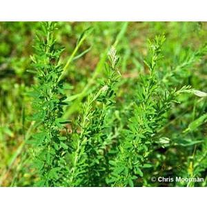 sera seed plant Sericea Lespedeza Seed - Hulled - 5 Lbs