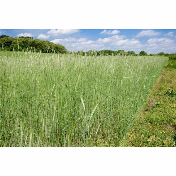 rye seeds for planting Elbon Rye Grain Seed