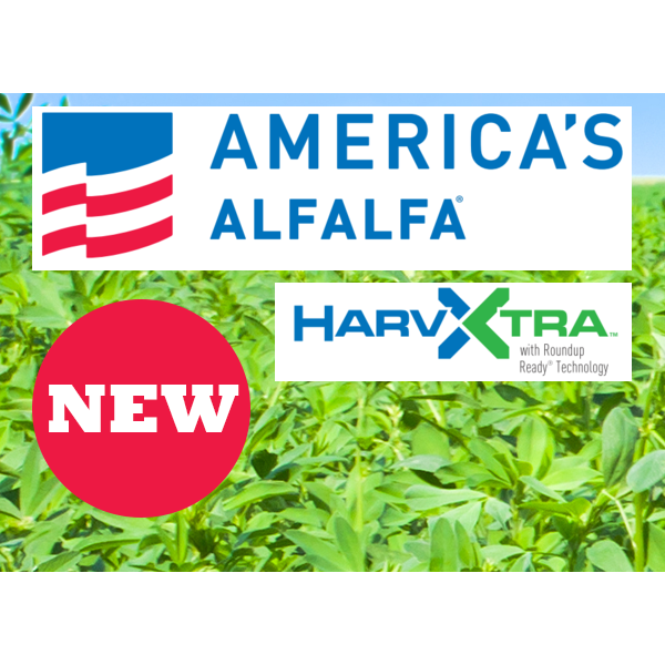 AmeriStand 480 HVXRR HarvXtra Roundup Ready Alfalfa Seed - 50 Lbs