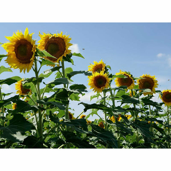 sunflower seeds for planting dove field Clearfield Lonesome Dove Sunflower Seeds
