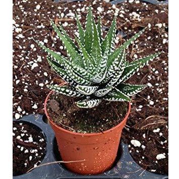 zebra succulent Zebra Plant Succulent
