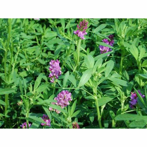 cast iron plant for sale Cast Iron Plant 1 gallon