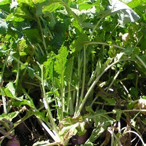planting turnips from seed Appin Turnip Seed For Livestock Grazing– Seed World