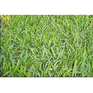 best time to plant bahia grass seed Argentine Bahia Grass Seed (Coated)