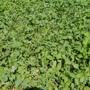 rape seed plant Bonar Rape Seed For Livestock And Deer– Seed World
