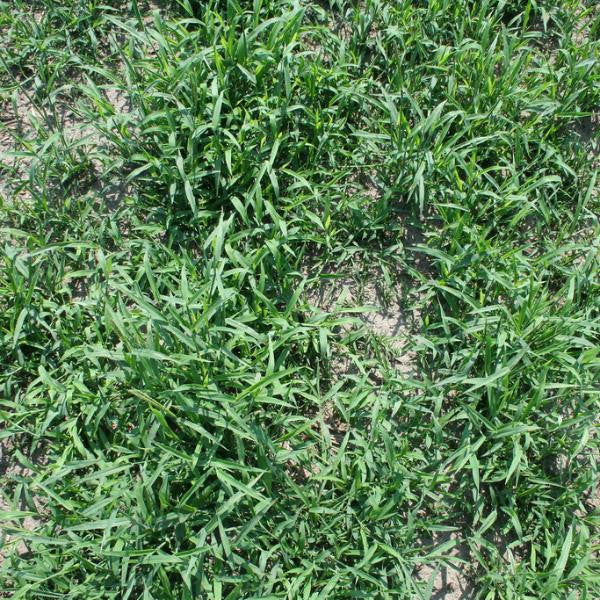 Red River Crabgrass Seed Seed World