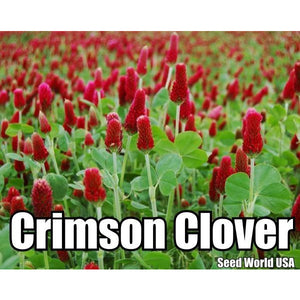 Crimson Clover Seed - 4 Oz. - Seed World
