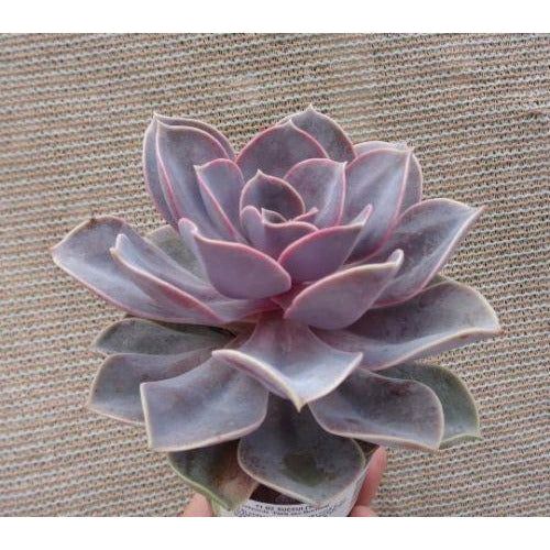 echeveria world of succulents Echeveria Perle Von Nuremberge Succulent Plant