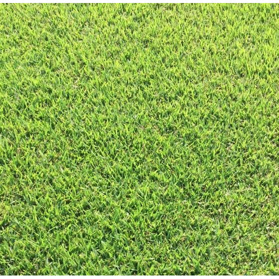 ya-foo★自主製作CD-R2枚セット★検索GRASSアネモネ Zoysia Grass Plugs | Seed World