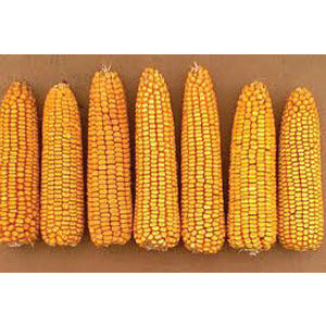 corn plant seed Yellow Dent Corn Seeds 25 Lbs
