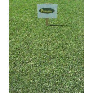 Panama Bermuda Grass Seed 1 Lb– Seed World