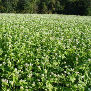 planting buckwheat seeds Organic Buckwheat Seeds