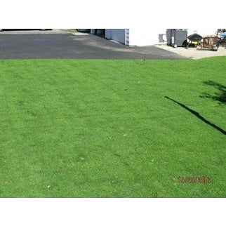 Creeping bentgrass top