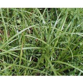 tiger nut seeds for planting Tiger Nut Seed