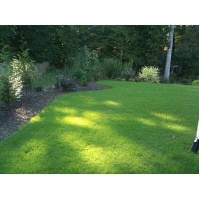 planting bermuda grass seed Common Bermuda Grass Seed (Hulled & Coated)