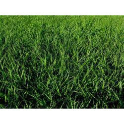 lowes bahia grass seed Tifquik Bahia Grass Seed - Faster Germination