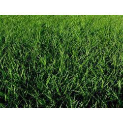planting argentine bahia grass seed Tifquik Bahia Grass Seed