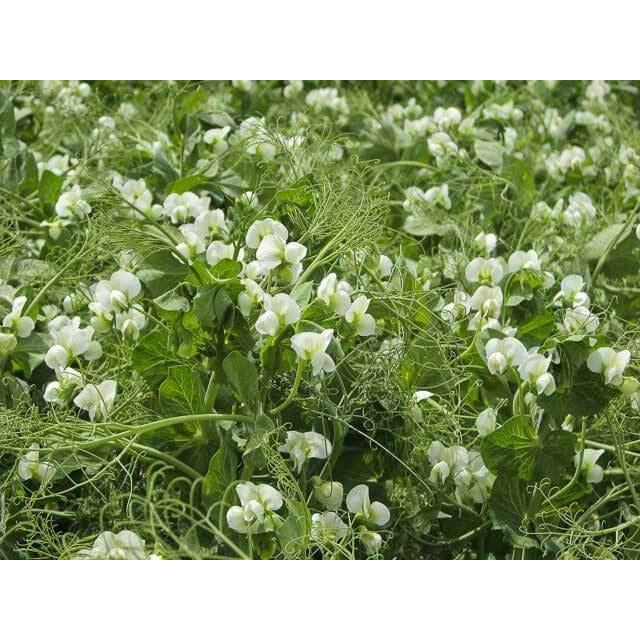 Windham Winter Pea - 1 lb. - Seed World