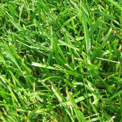 best time to plant bahia grass seed Pensacola Bahia Grass Seed (Raw)