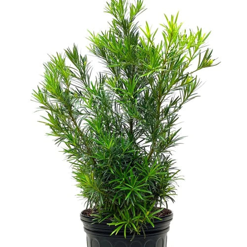 podocarpus indoor plant Plum Pine Podocarpus Plant