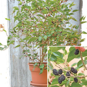 Dwarf Mulberry Tree Plant - 1 Gallon - Seed World