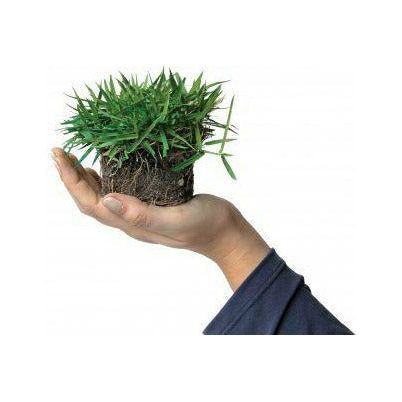 plant zoysia seed Zoysia Grass Plugs– Seed World