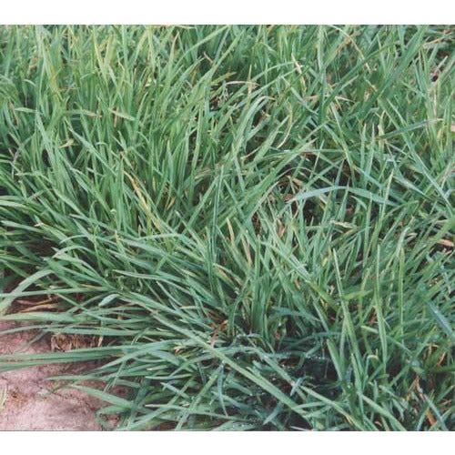 Tekapo Orchard Grass Seed | Seed World