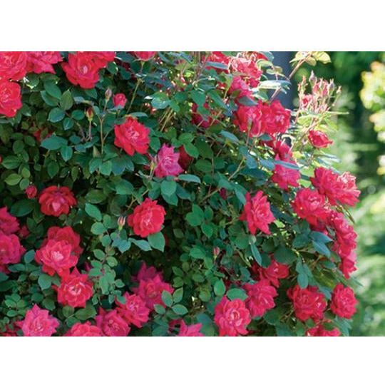 knock out roses seeds Knock Out Double Red Rose Plant– Seed World