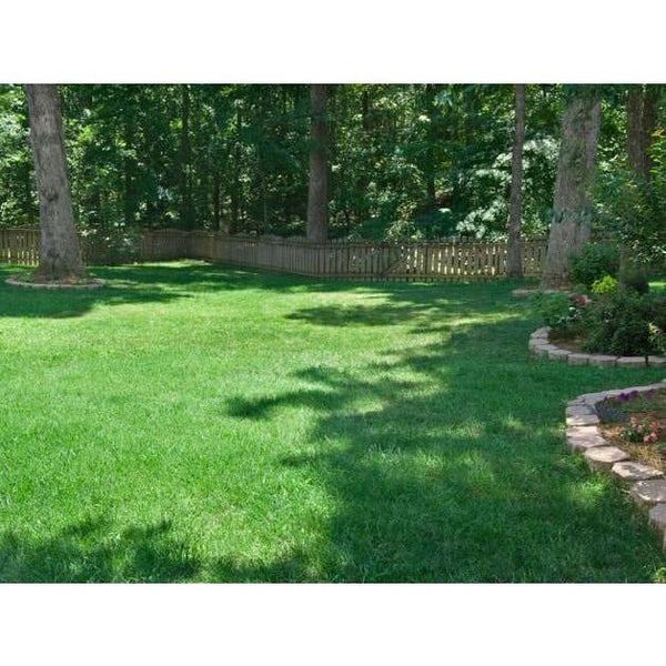 Titan Rx Turf Type Tall Fescue Grass Seed Seed World