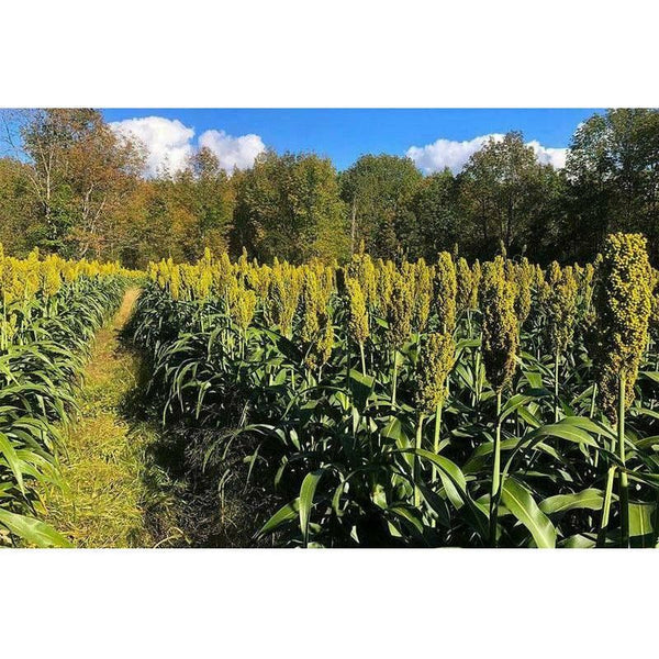 WGF Sorghum Seed